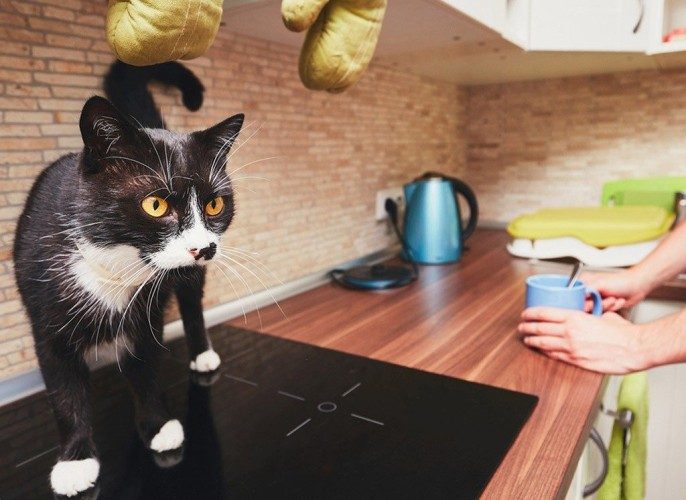Help! My Cat Keeps Jumping On The Kitchen Counter!