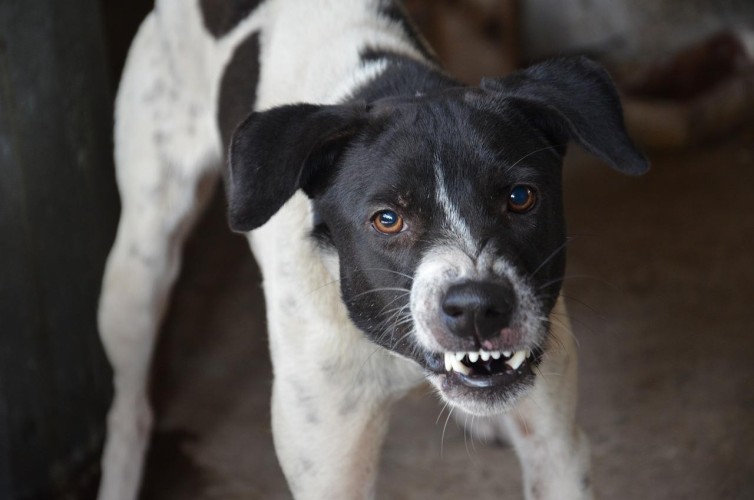 New Event: Aggression in Dogs Seminar