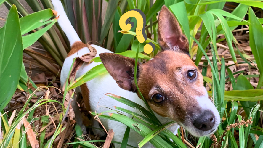 Why Is My Dog Acting Like This? Understanding What Drives Behaviour